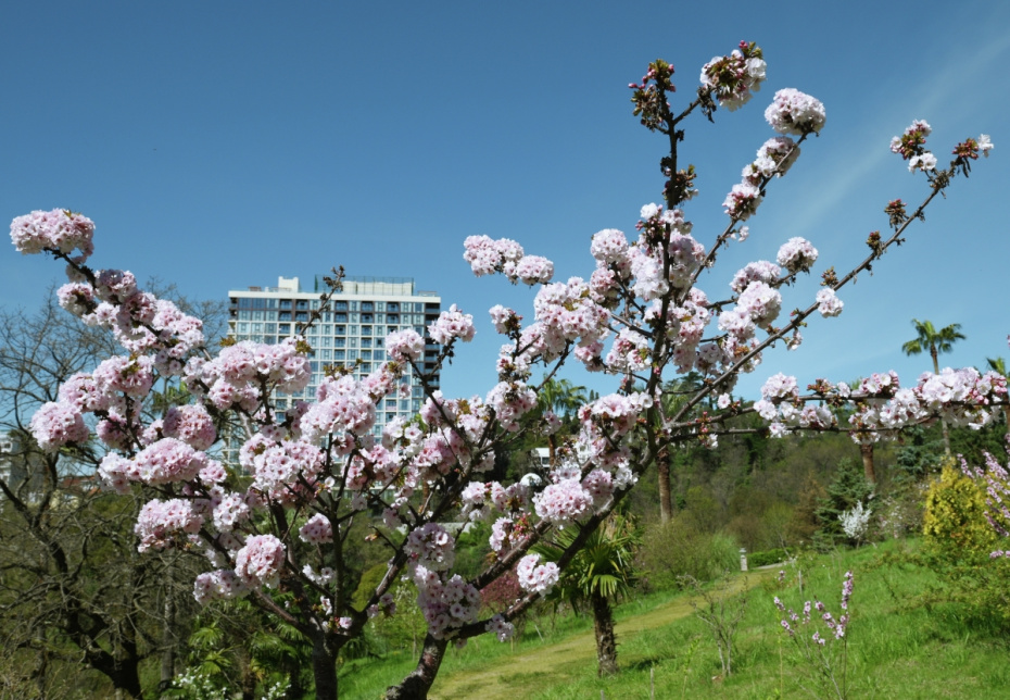 Парк «Дендрарий», Сочи, Россия