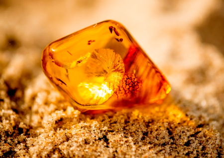 В Калининграде нашли древний образец янтаря