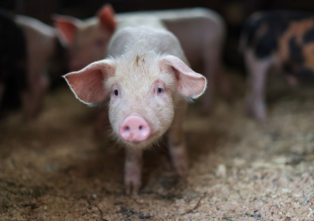 К чему снится свинья: богатство или беды впереди?
