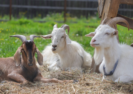 Коза в соннике: богатство и страсти