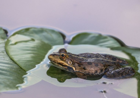Жабы сорвали строительство инновационного завода в Берлине