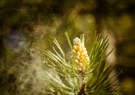 Стало известно, когда начнется сезон цветения и пыльцы