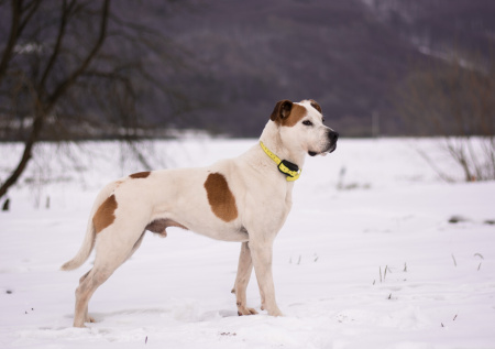 Кинолог объяснил, как жить с собакой с деменцией