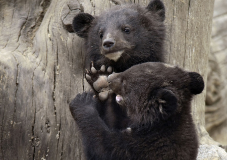 Волонтерам пришлось «усыновить» медвежат-сирот