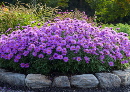 Шарообразный многолетник: растет идеальным кустом, превращаясь в цветущее облако