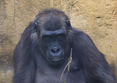 Обезьяна с камнем «разнесла» вольер, набросившись на посетителей