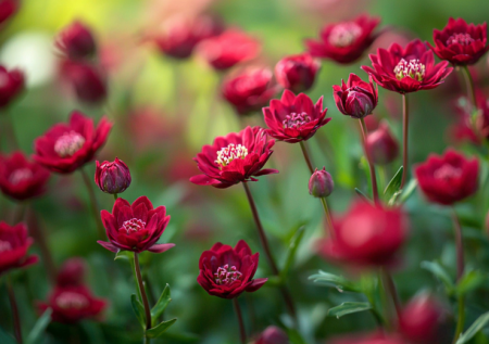 Сею под снег в начале весны — летом клумбы взрываются ажурным ковром из алых горошин