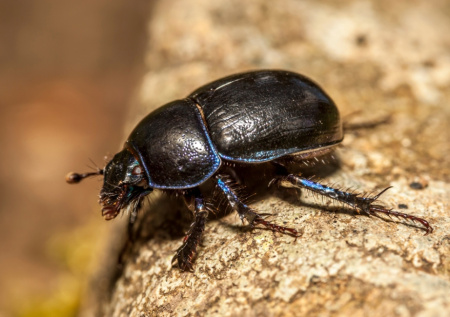 НАТО начало использовать насекомых-киборгов для разведки