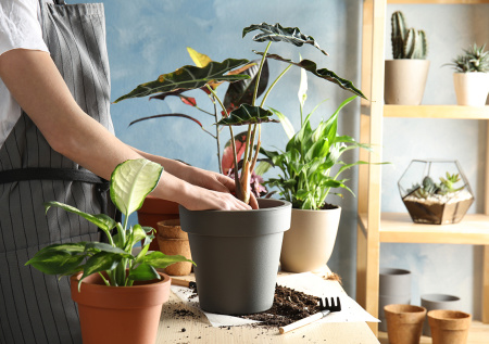 К чему снится сажать цветы: предвестие любви или беды?