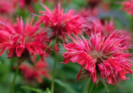 Кидаю семена в талый снег — и с июня по октябрь любуюсь каскадом рубиновых шапок. Многолетник-трудяга для сада