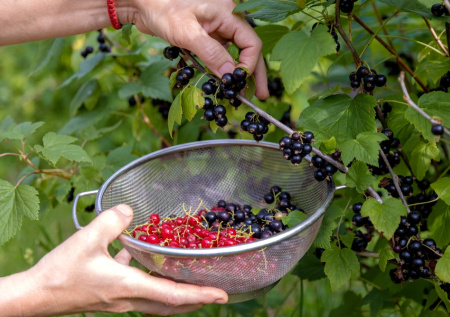 Смородина будет медовой и крупной: весенняя обработка, которую нельзя пропустить вовремя