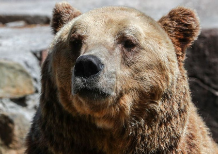 Москвич устроил пыточную в СНТ для львов, медведей и леопарда