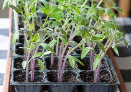 Рассада томатов будет крепкой и урожайной: микроэлемент, о котором забывают многие