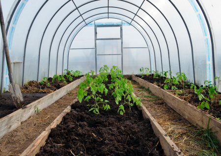 Что посадить на рассаду в марте: полный список овощей и цветов