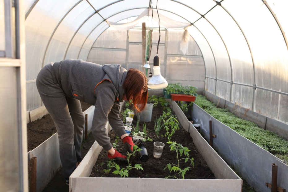 Что посадить на рассаду в марте: полный список овощей и цветов