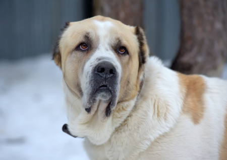 Две огромных обезумевших собаки терроризируют микрорайон в Хабаровске