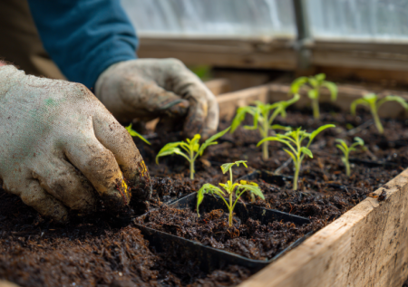 Что сеять на рассаду в марте 2026 года — полный список по датам