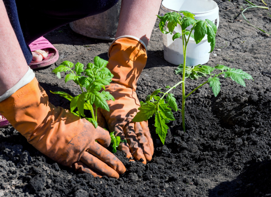 Что посеять на рассаду в марте: список культур для богатого урожая