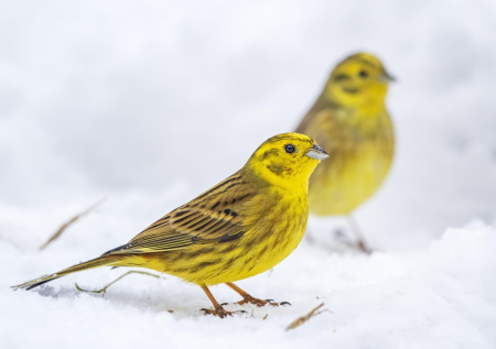 Приметы 3 марта — Овсянкин день: вестницы весны и овсяное угощение