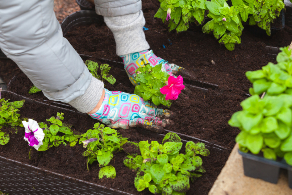 Что посадить на рассаду в марте: полный список овощей и цветов