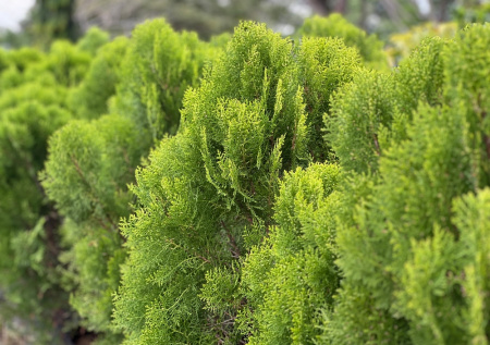 Почему туя весной желтеет — простой способ вернуть дереву здоровый вид и красоту