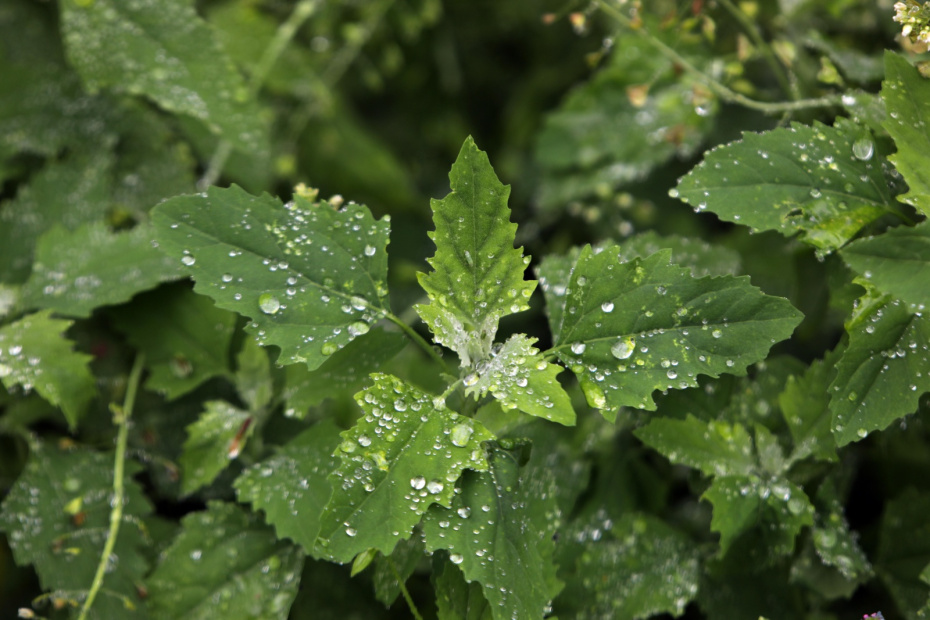 Опрыскивание растений: нужно ли это делать и чем заменить процедуру