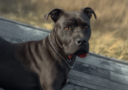 Героическая собака пропала после спасения детей из пожара в Подмосковье