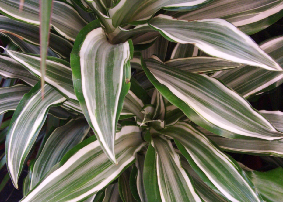 Каким растениям опрыскивание необходимо, а каким противопоказано