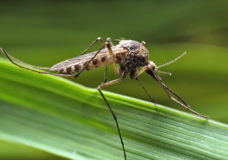 Энтомолог рассказал, ждет ли Москву летом нашествие насекомых