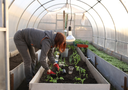 Россиянам рассказали, как подготовить теплицу к новому сезону