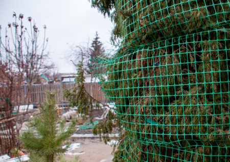 Оживляем хвойные: что сделать в марте, чтобы сад остался зеленым