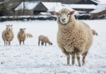 Житель Саратова пытался дать полицейскому взятку овцами