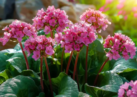 Что бы я не сажала на участке, все гибло, пока я не нашла этот цветок: ни поливать, ни подкармливать, только любоваться