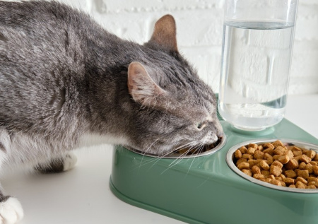 Кошатникам ответили, в каком случае в рацион питомца надо добавить витамины