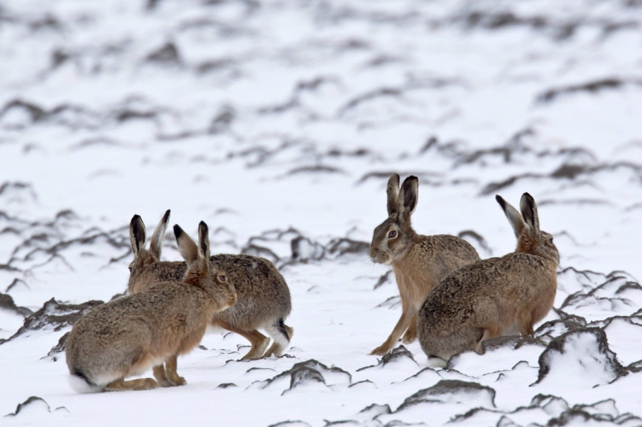 Приметы о птицах и зверях на 5 марта