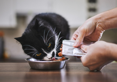 Зоопсихолог перечислила причины возникновения икоты у кошек