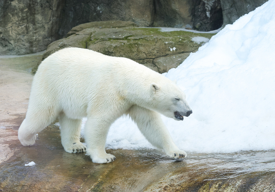 Белая медведица Айка в вольере Московского зоопарка