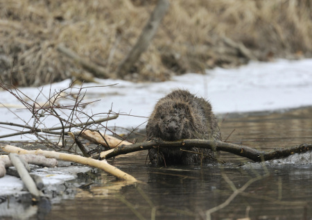 В Москве нашли владельца пса-убийцы из Нагатинского затона