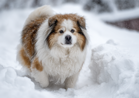 Собаки разжирели в России по неожиданной причине