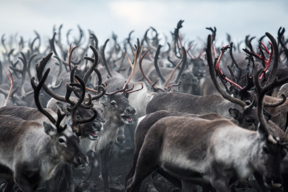 Северный олень: ограниченный сезон в северных регионах