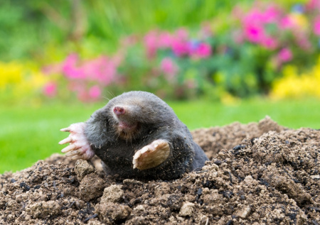 Одно средство от кротов и мышей: защитит розы, лилии и плодовые деревья от вредителей на даче