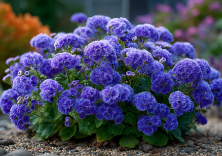 Сажаю семечко — вырастает шар из цветов: три растения, которые превратят клумбу в облако