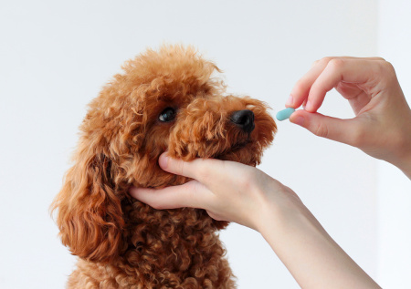 Ветеринар рассказал, как защитить собаку от клещей