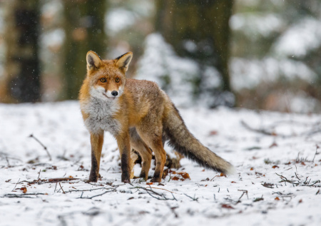 Детский сад в Перми привлек необычного посетителя из леса