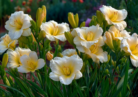 Цветут в первый же сезон и с каждым годом становятся все пышнее: посадил — и сразу любуешься
