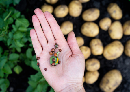 Посыпьте это по снегу в марте — и вредители не проснутся: от проволочника, слизней, тли и майского жука