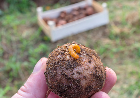 Рассыпьте это по снегу в марте — проволочник и медведка уйдут с участка навсегда