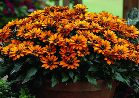 Никаких поливов и удобрений: цветет все лето, пьет только дождевую воду и не просит подкормок