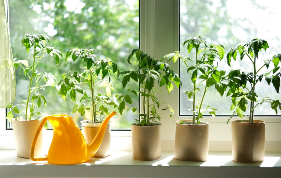 Как спасти рассаду