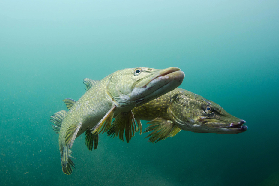 Мартовская щука: стратегия охоты на голодного хищника ранней весной